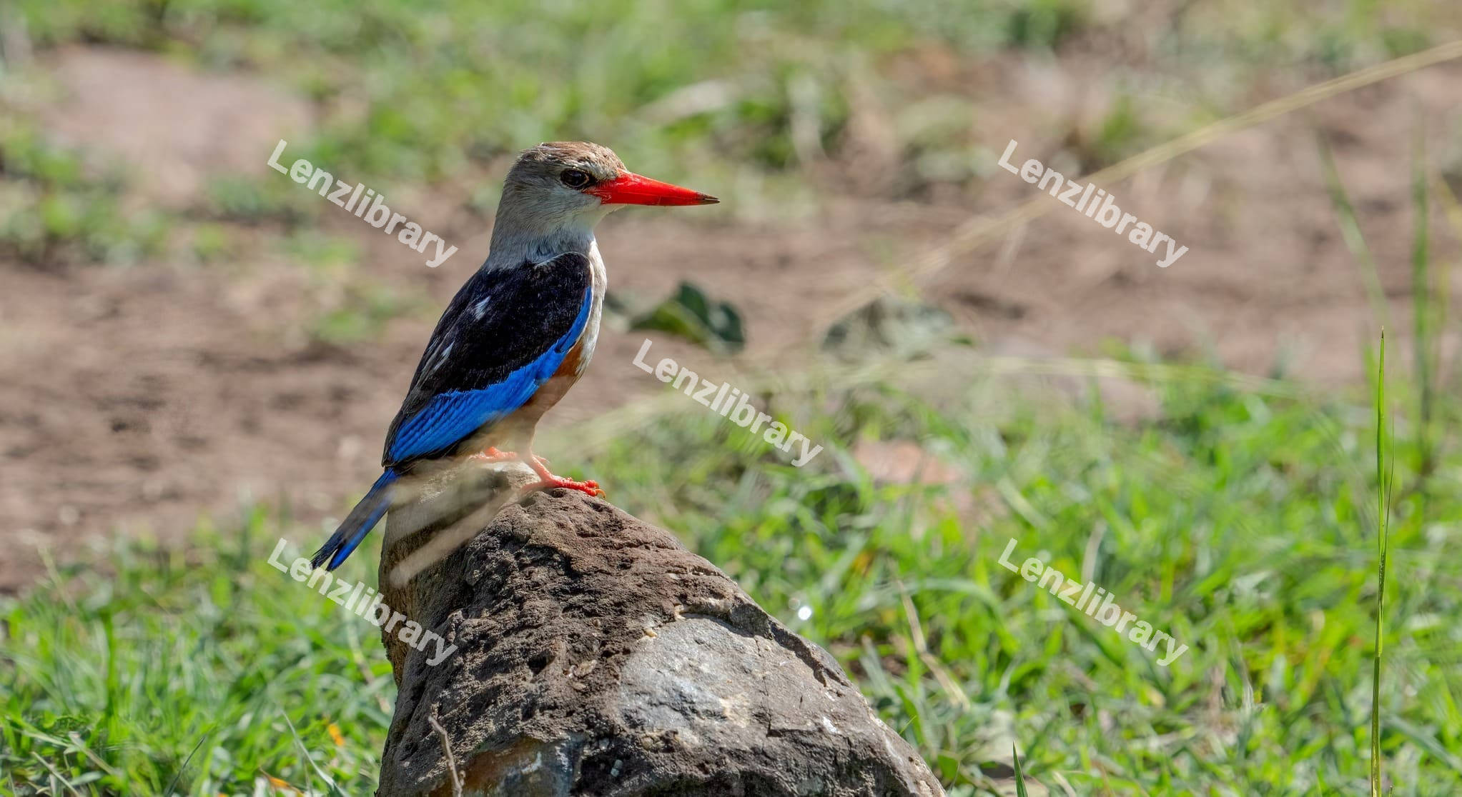 Grey-Headed Kingfisher